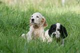 SETTER ANGLAIS 260